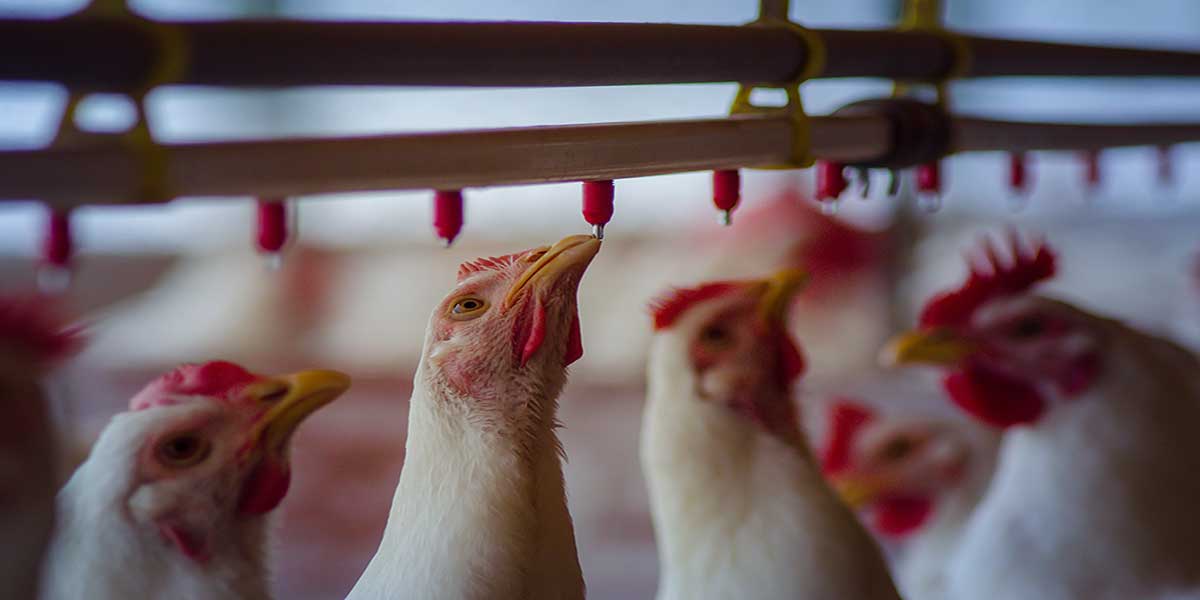 Water Quality Poultry Industry